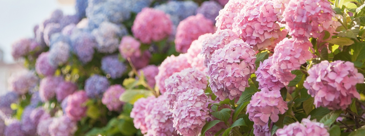 header_jmk