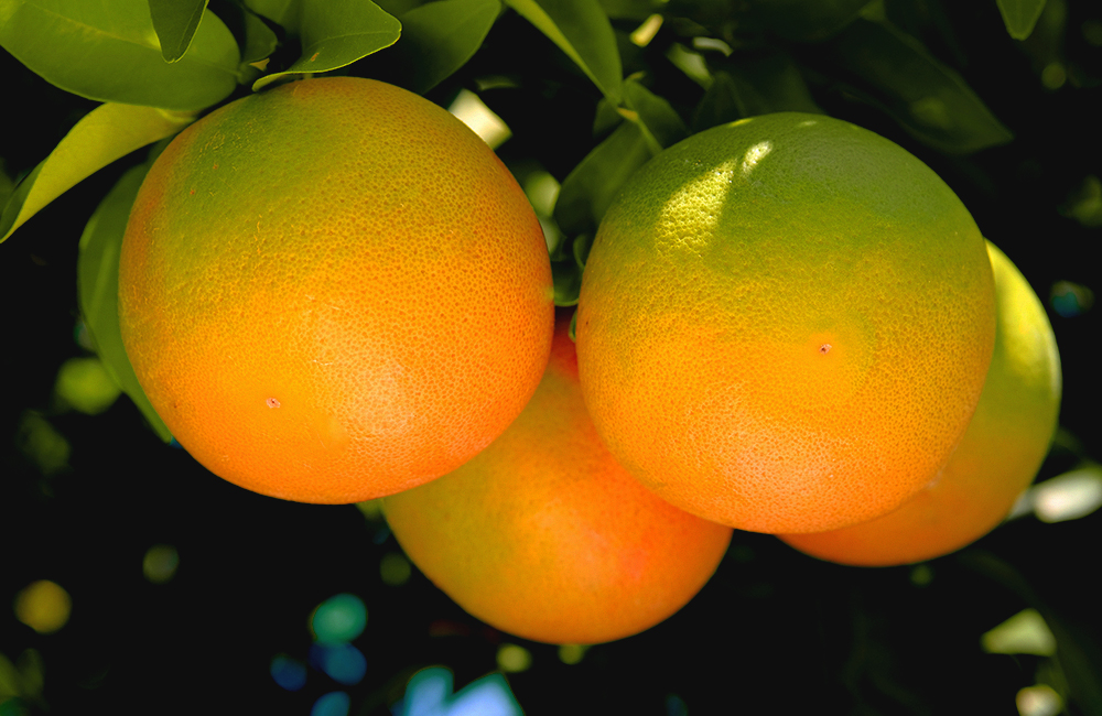 GRAPEFRUIT 09_1000.jpg