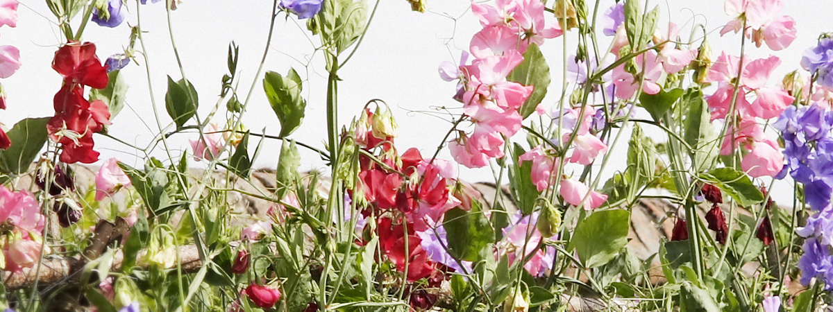 header_jmk