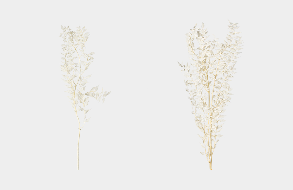 Detail_01_Ruscus_White.jpg