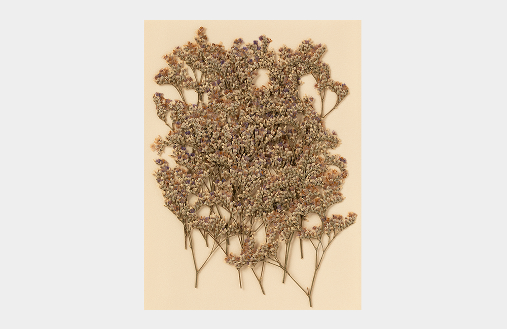 Detail_01_Pressed Flower_미스티 블루.jpg