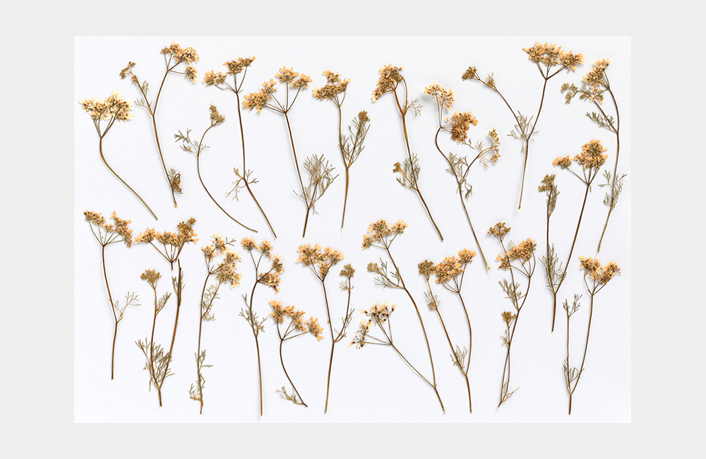 Detail_02_Pressed Flower_코리엔더.jpg