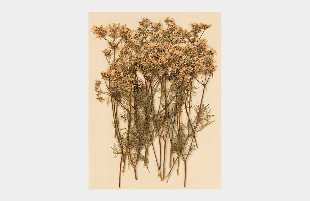 Detail_01_Pressed Flower_코리엔더.jpg