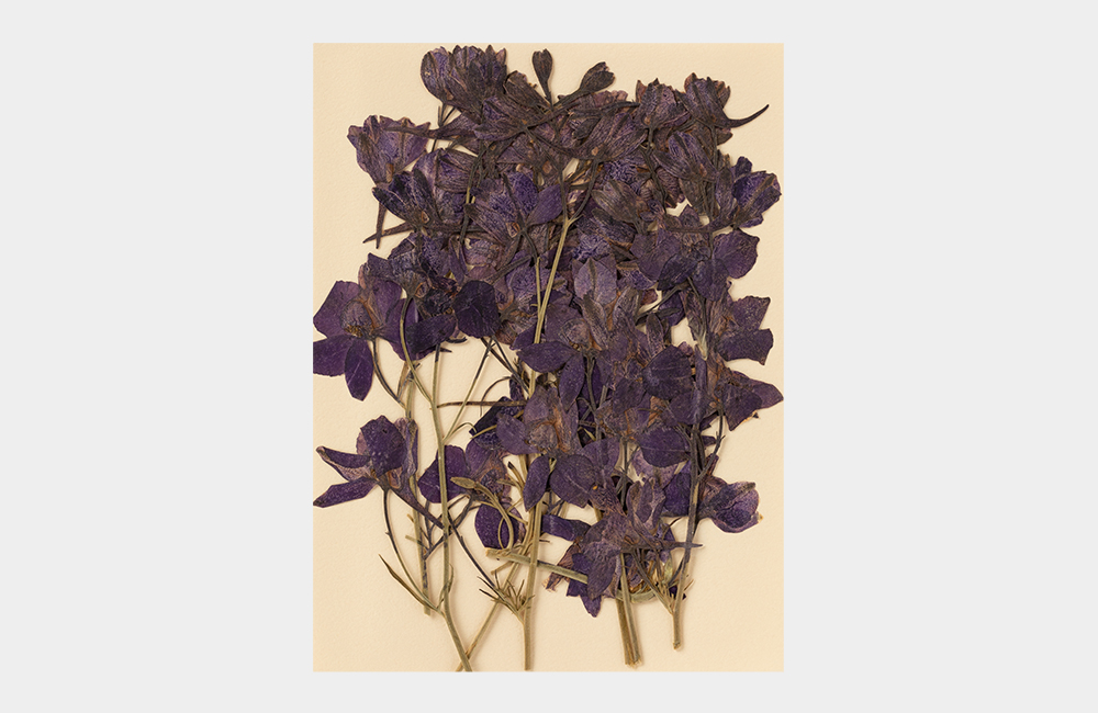 Detail_01_Pressed Flower_바이올렛 델피늄.jpg