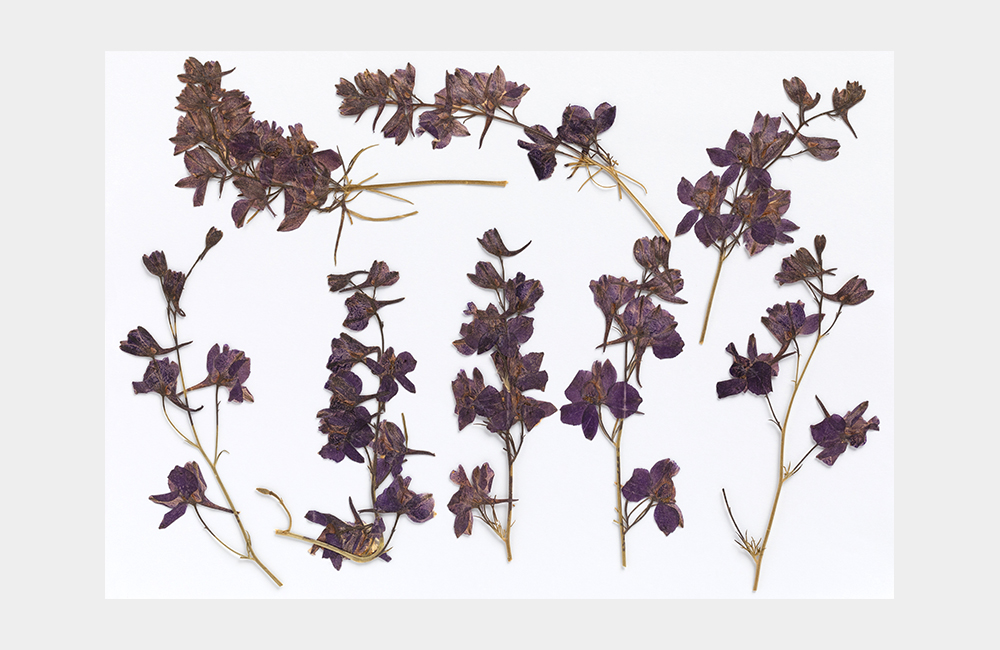 Detail_02_Pressed Flower_바이올렛 델피늄.jpg