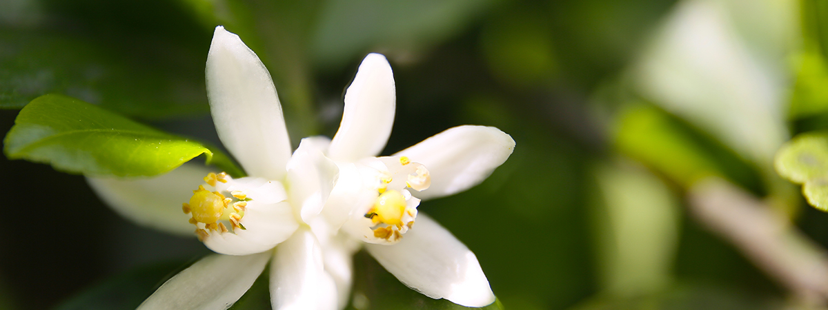 center
