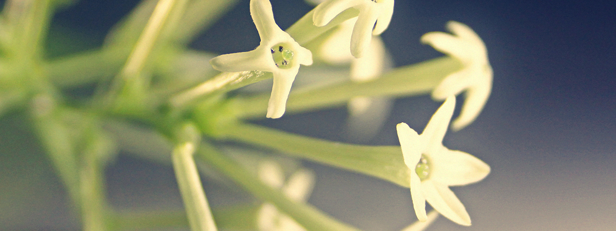 header_jmk