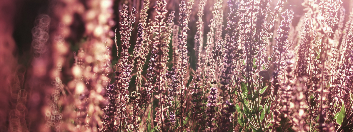 header_jmk