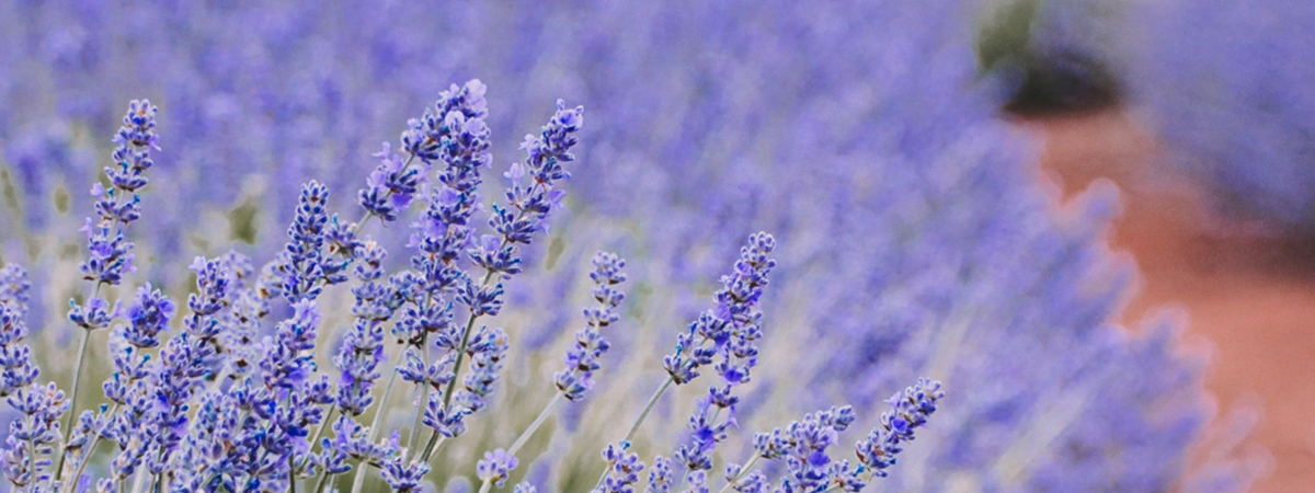 header_jmk