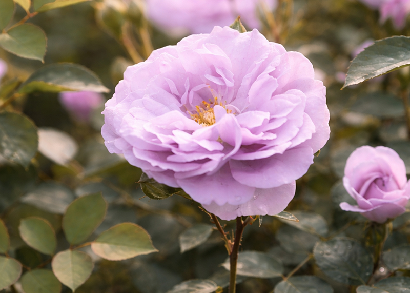ROSE TINTED BY SUNSET ingredients