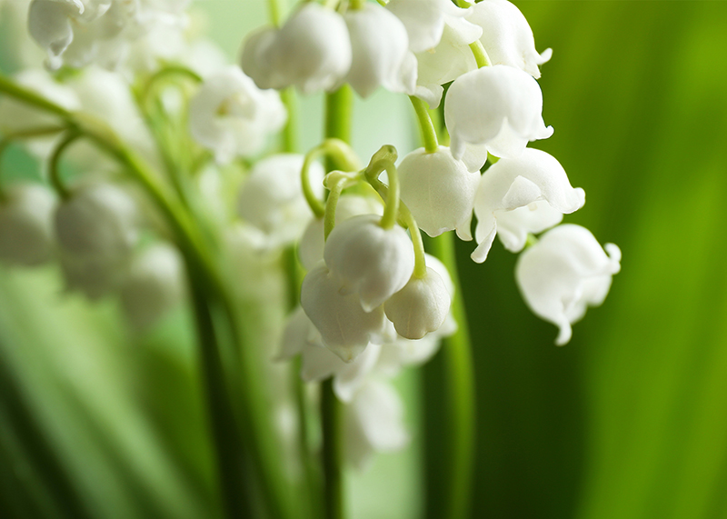 MORNING LIGHT, MUGUET ingredients